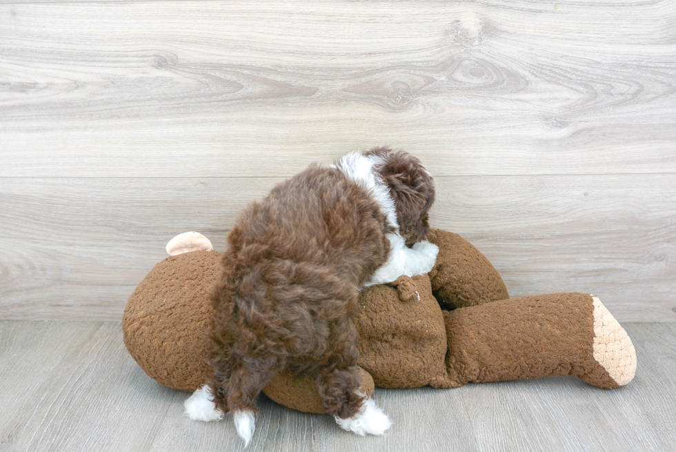 Mini Aussiedoodle Puppy for Adoption