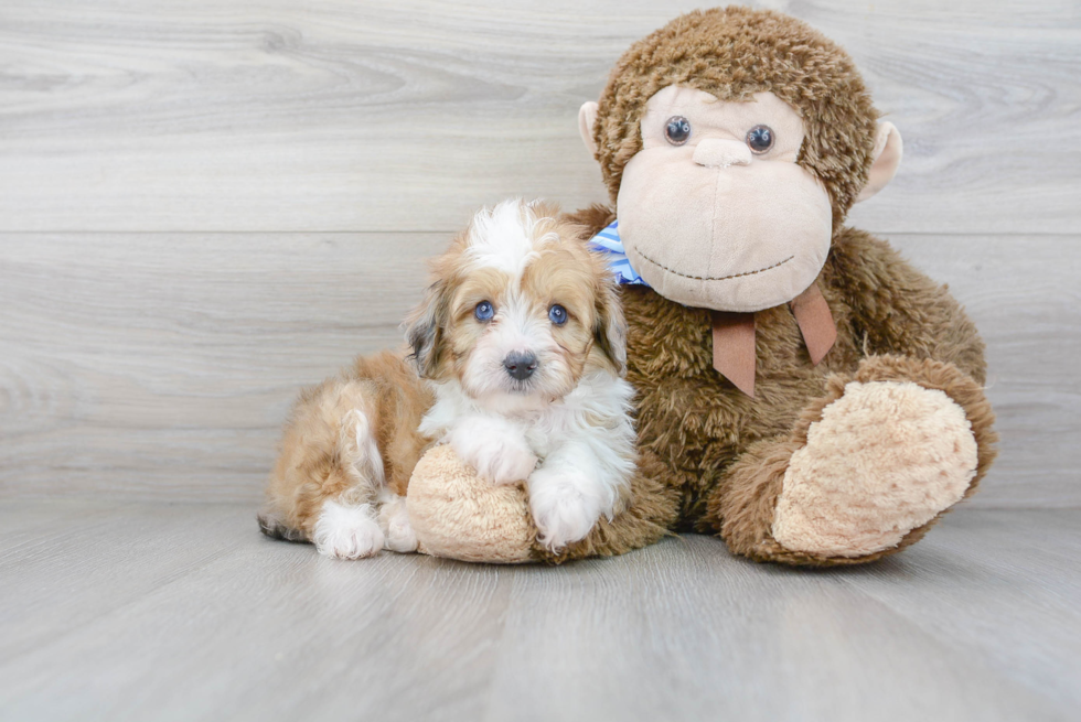 Mini Aussiedoodle Puppy for Adoption