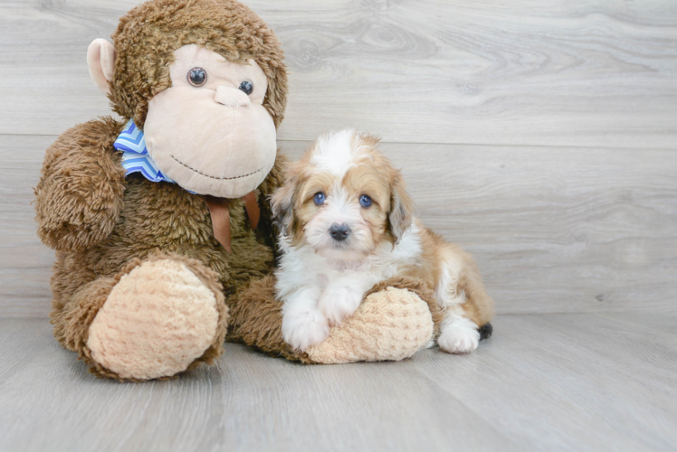 Funny Mini Aussiedoodle Poodle Mix Pup