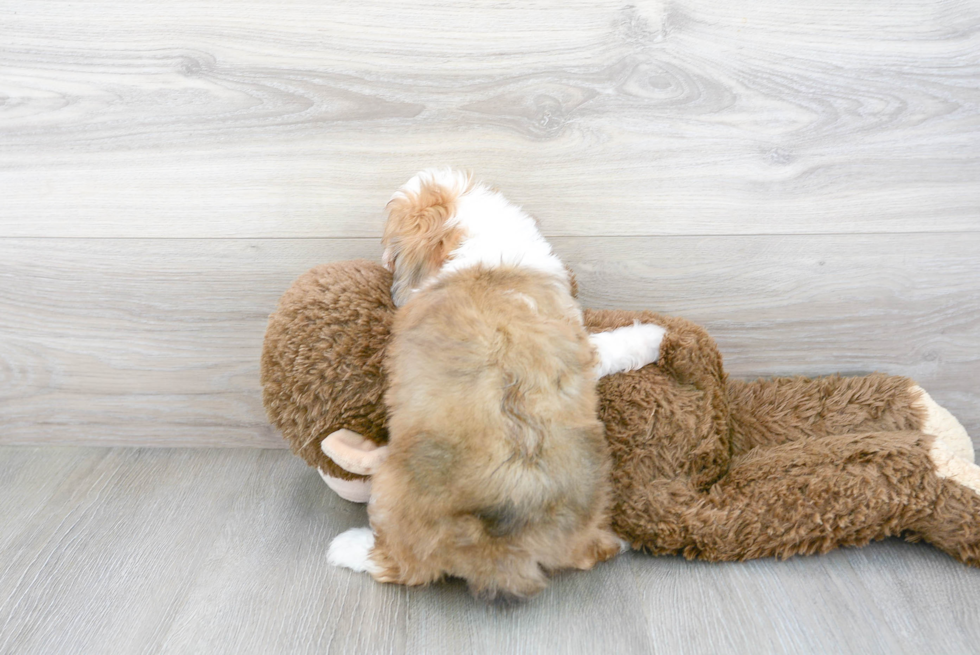 Sweet Mini Aussiedoodle Baby