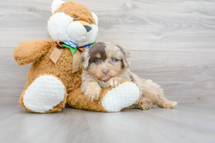 Little Aussiepoo Poodle Mix Puppy