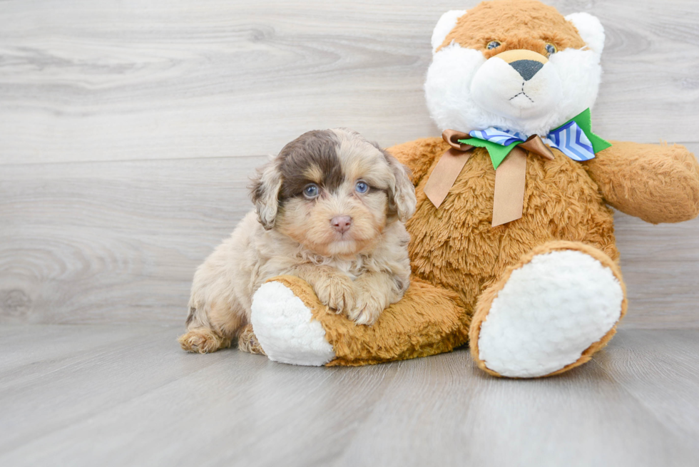 Cute Mini Aussiedoodle Baby