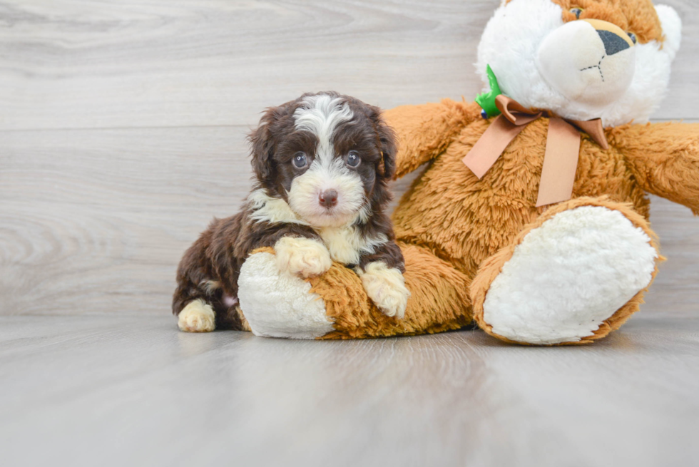 Little Aussiepoo Poodle Mix Puppy