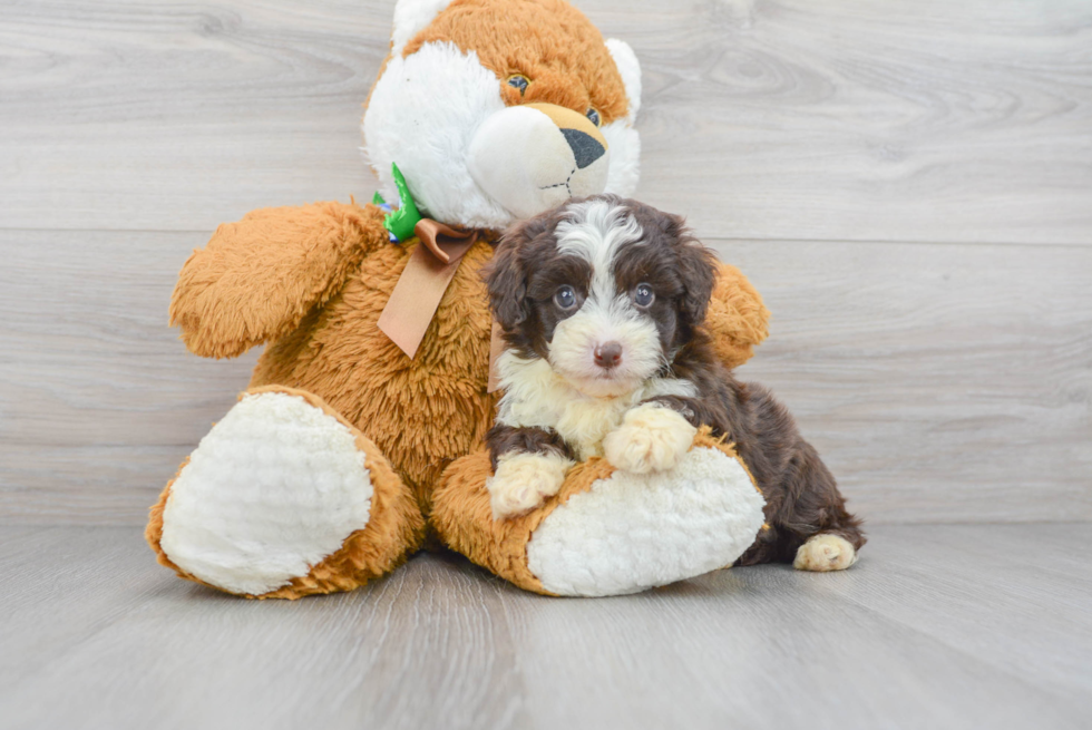 Friendly Mini Aussiedoodle Baby