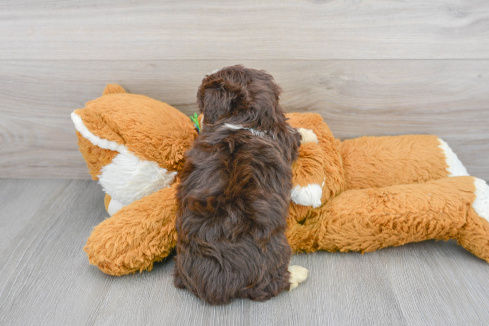 Mini Aussiedoodle Puppy for Adoption