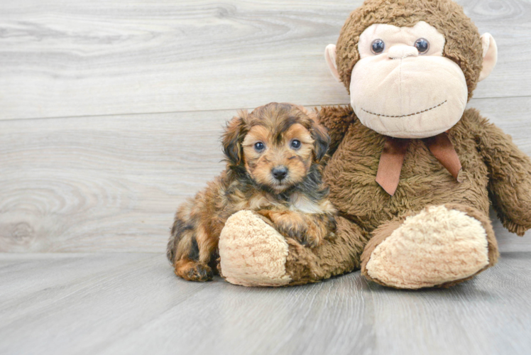 Mini Aussiedoodle Pup Being Cute