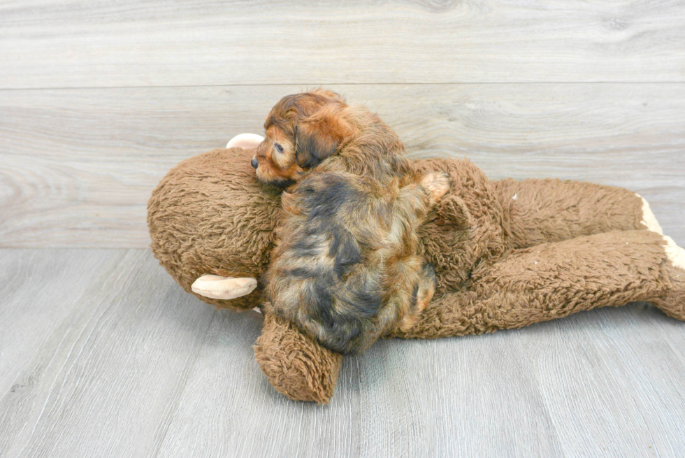 Mini Aussiedoodle Pup Being Cute