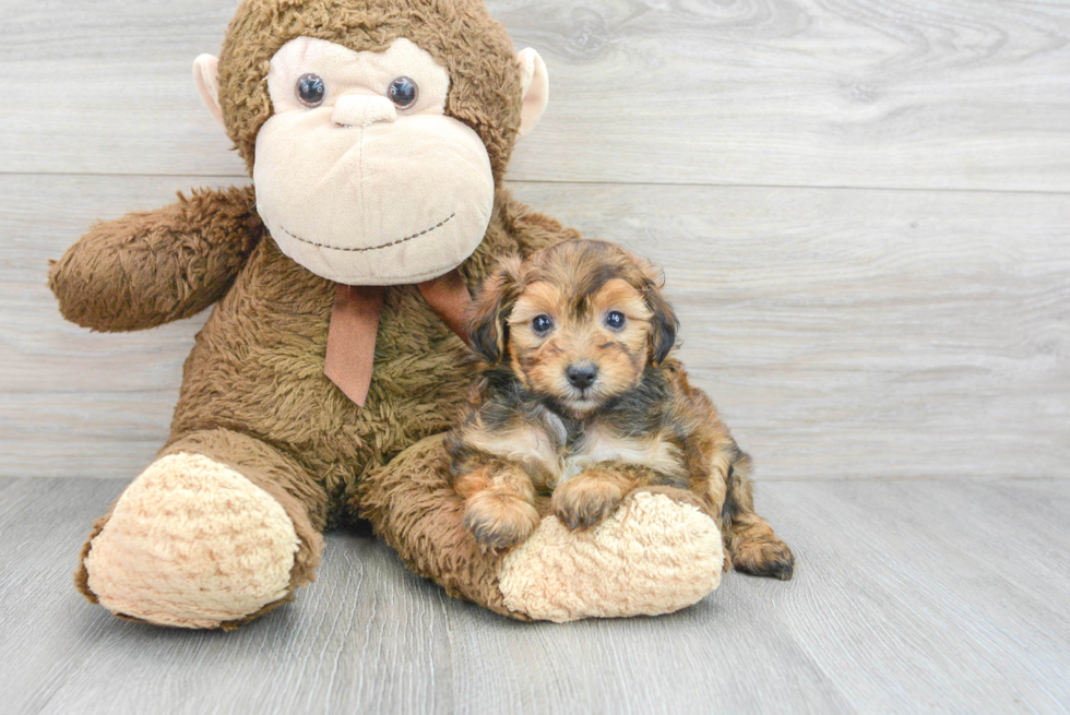 Mini Aussiedoodle Pup Being Cute