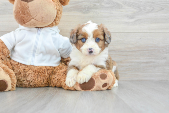 Hypoallergenic Aussiepoo Poodle Mix Puppy