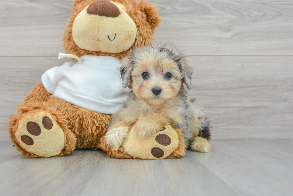 Little Aussiepoo Poodle Mix Puppy