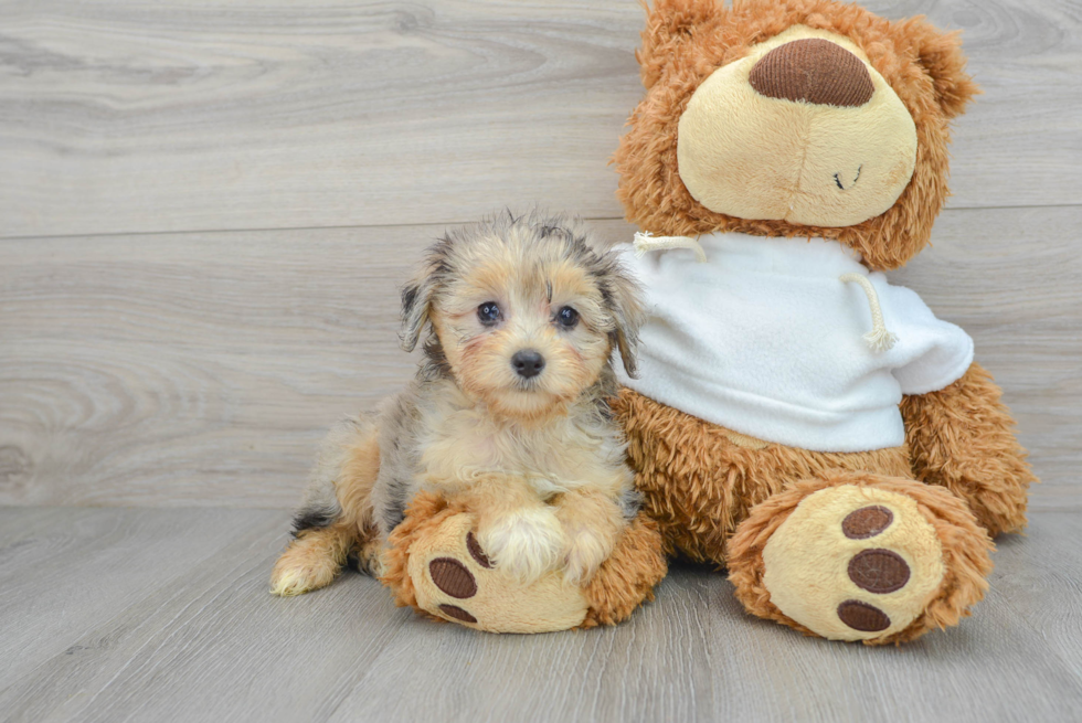 Best Mini Aussiedoodle Baby