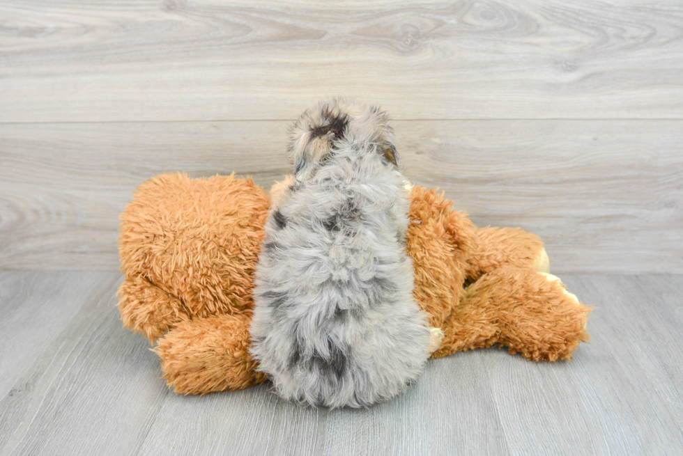 Best Mini Aussiedoodle Baby