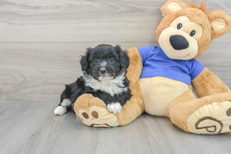 Little Aussiepoo Poodle Mix Puppy