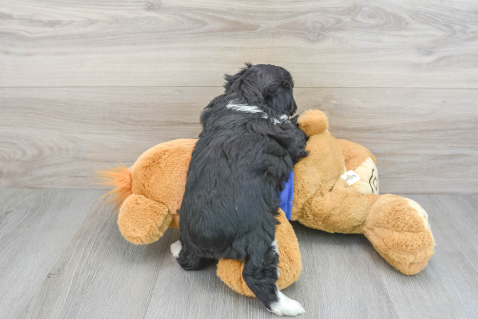 Mini Aussiedoodle Pup Being Cute