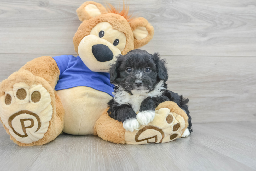 Little Aussiepoo Poodle Mix Puppy