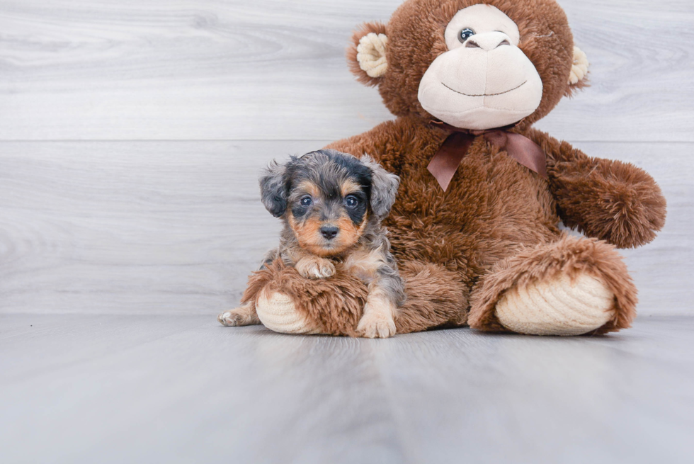 Mini Aussiedoodle Puppy for Adoption