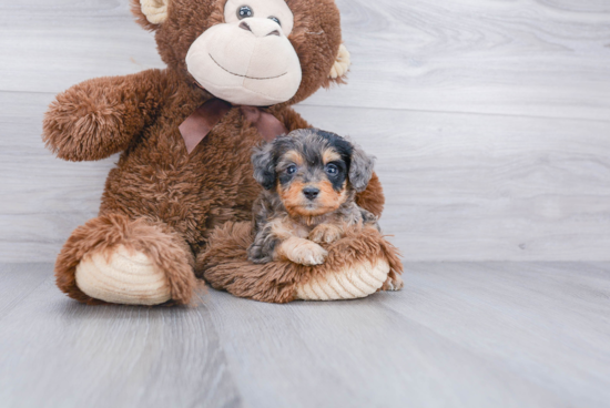 Cute Mini Aussiedoodle Baby