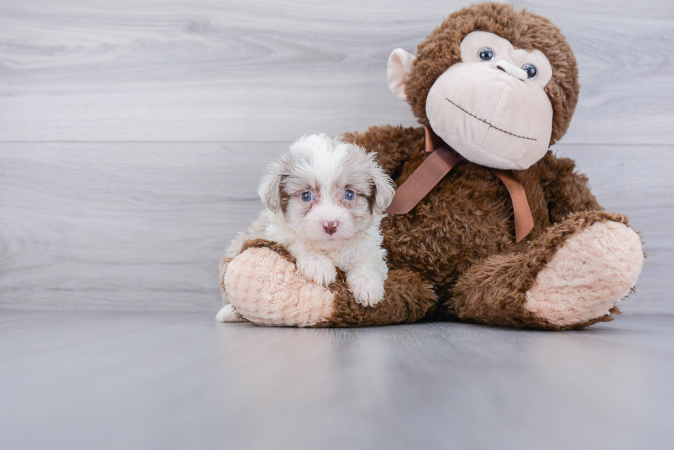 Mini Aussiedoodle Puppy for Adoption