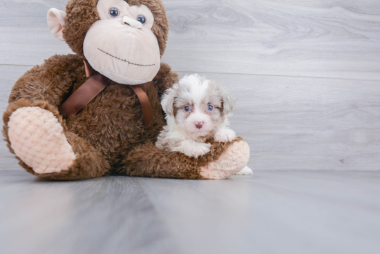 Best Mini Aussiedoodle Baby