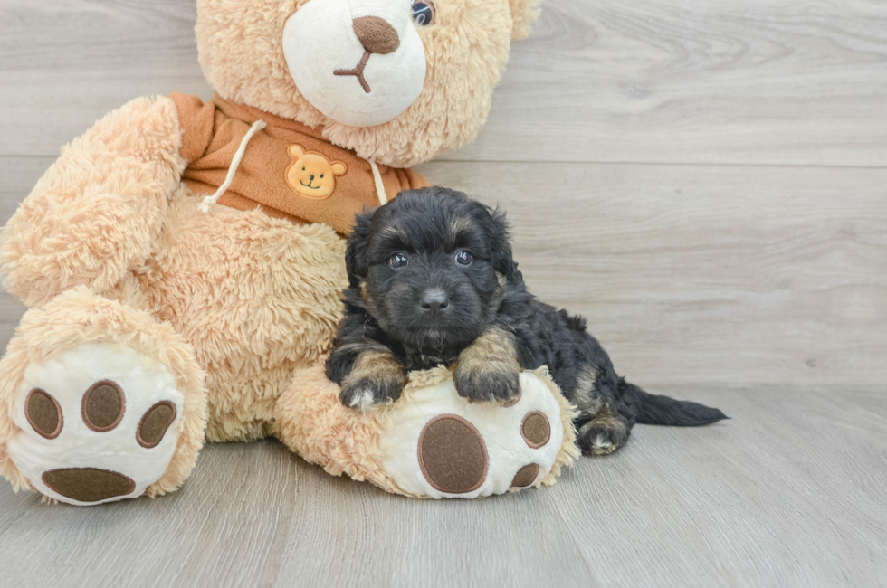 6 week old Mini Aussiedoodle Puppy For Sale - Premier Pups