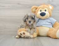 8 week old Mini Aussiedoodle Puppy For Sale - Premier Pups