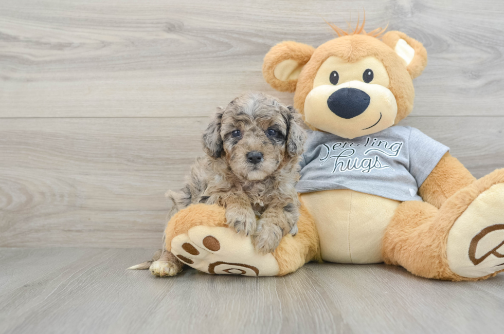 5 week old Mini Aussiedoodle Puppy For Sale - Premier Pups