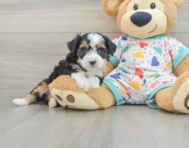 7 week old Mini Aussiedoodle Puppy For Sale - Premier Pups