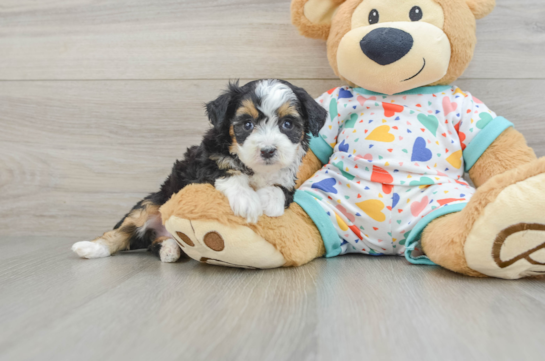 Best Mini Aussiedoodle Baby