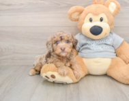 8 week old Mini Aussiedoodle Puppy For Sale - Premier Pups