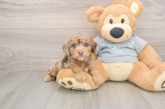Petite Mini Aussiedoodle Poodle Mix Pup