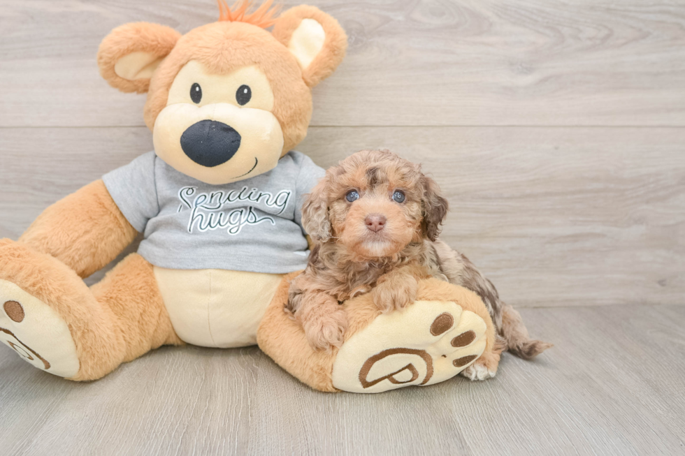 Petite Mini Aussiedoodle Poodle Mix Pup