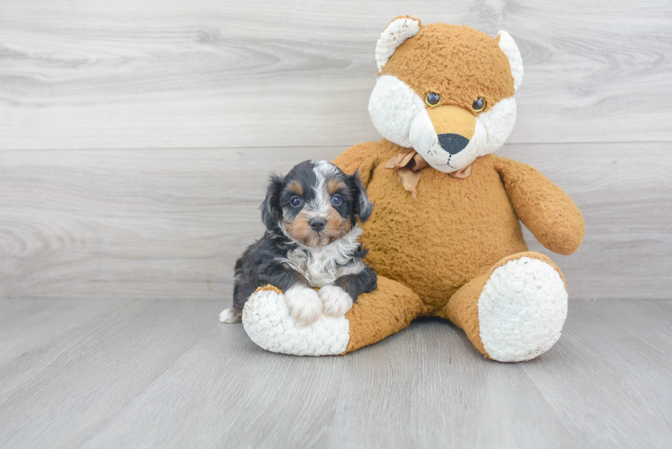 Mini Aussiedoodle Pup Being Cute