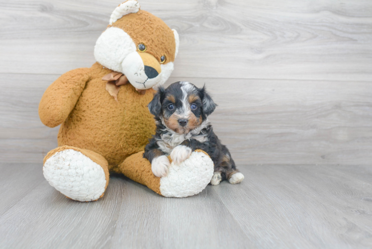 Mini Aussiedoodle Pup Being Cute