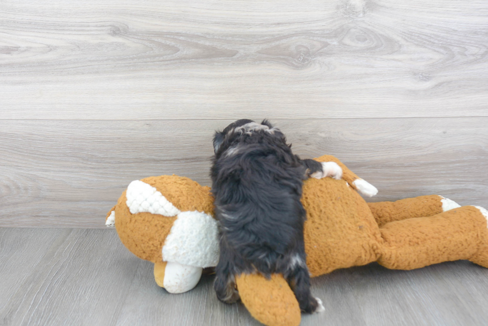 Mini Aussiedoodle Pup Being Cute