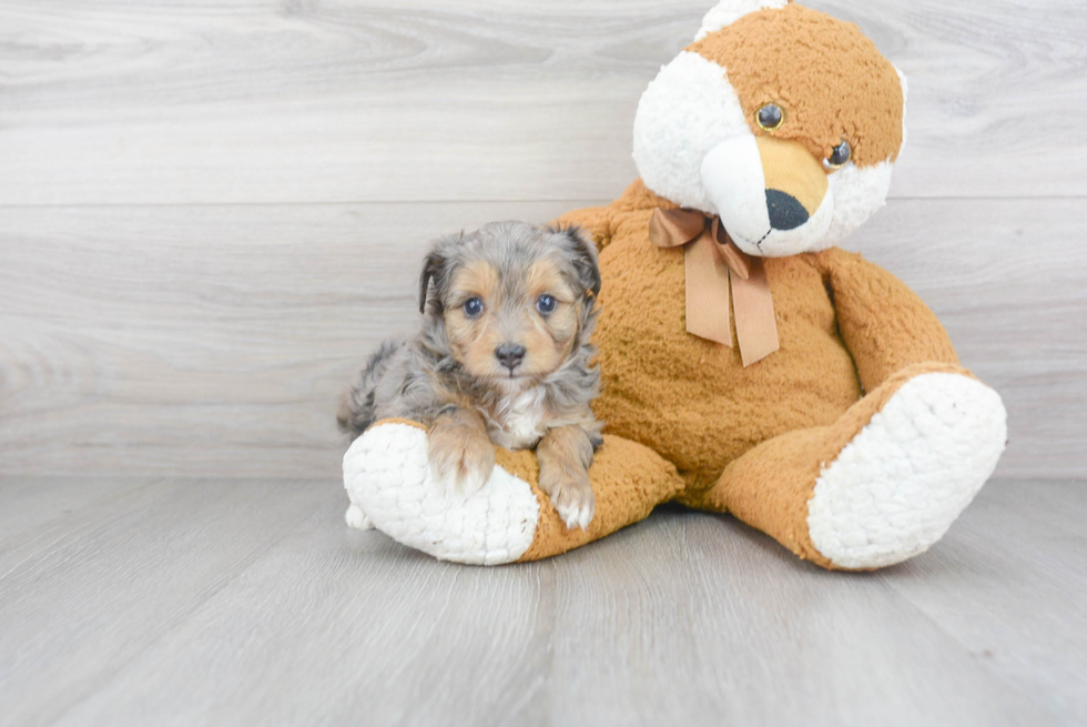 Adorable Aussiepoo Poodle Mix Puppy