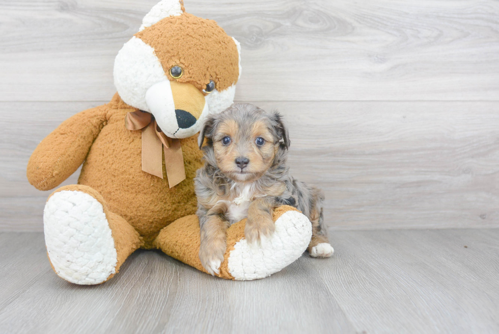 Best Mini Aussiedoodle Baby