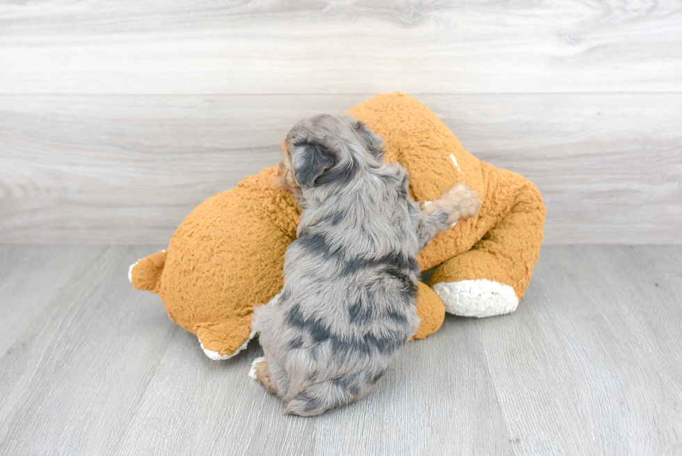 Mini Aussiedoodle Pup Being Cute