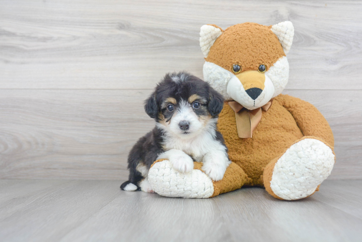 Cute Mini Aussiedoodle Baby