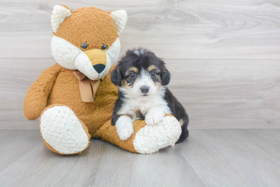 Best Mini Aussiedoodle Baby