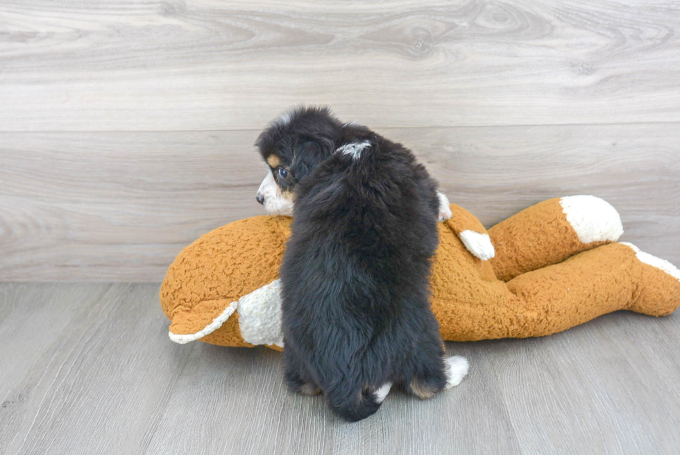 Best Mini Aussiedoodle Baby