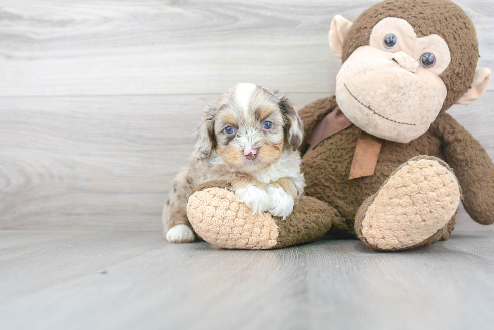 Mini Aussiedoodle Puppy for Adoption