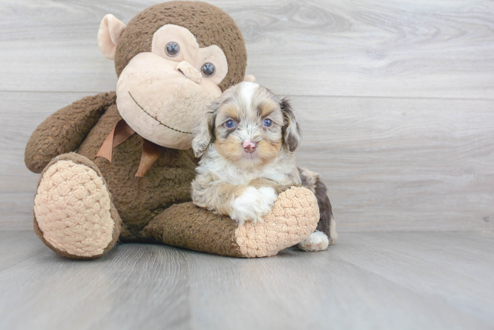 Mini Aussiedoodle Puppy for Adoption