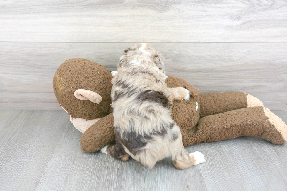 Mini Aussiedoodle Puppy for Adoption