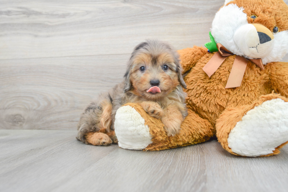 Mini Aussiedoodle Pup Being Cute