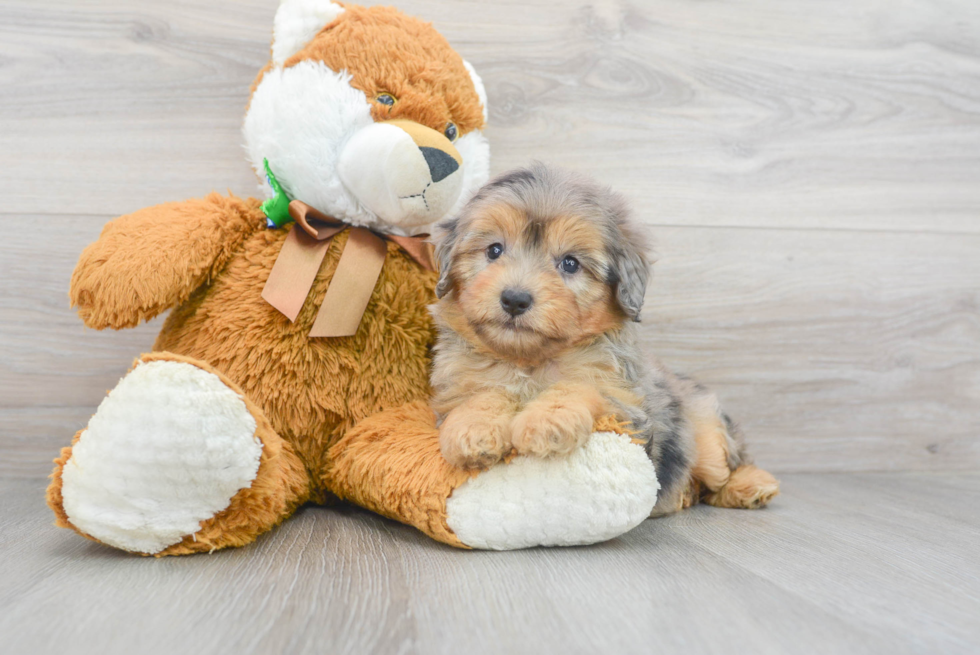 Best Mini Aussiedoodle Baby