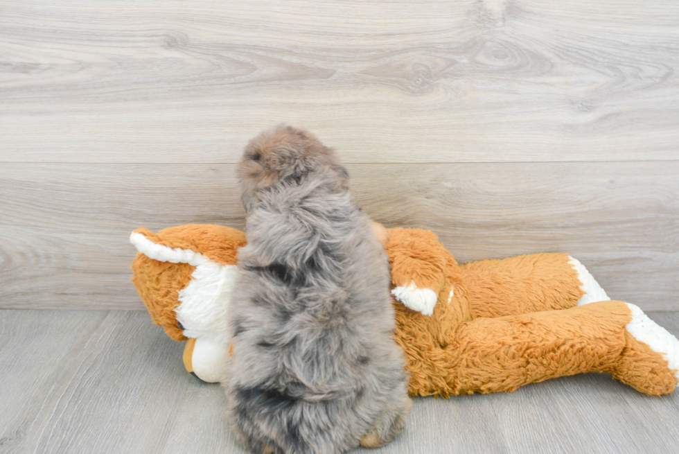 Best Mini Aussiedoodle Baby