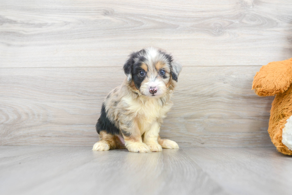 Mini Aussiedoodle Puppy for Adoption