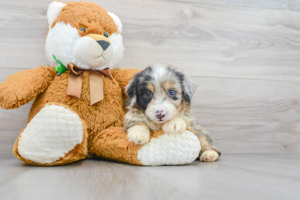 Best Mini Aussiedoodle Baby