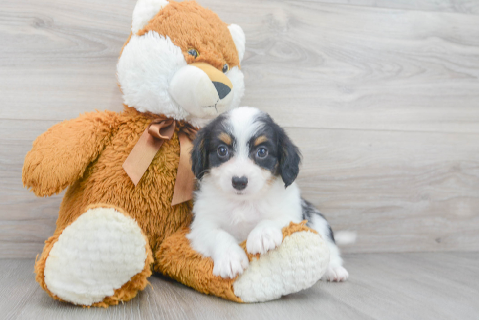 Petite Mini Aussiedoodle Poodle Mix Pup