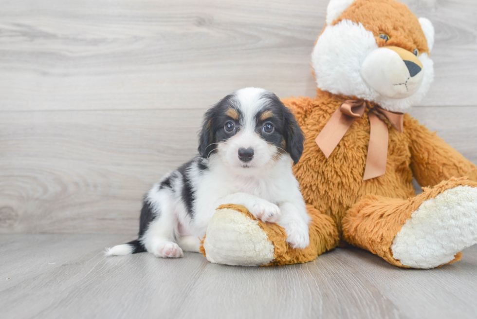 Best Mini Aussiedoodle Baby